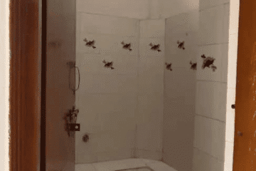 1 BHK furnished independent house for rent with 500 sqft area, fully furnished builder floor with 1 bathroom suitable for bachelors